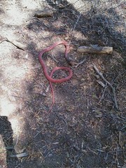 Masticophis flagellum piceus