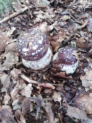 Cortinarius praestans