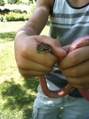 Masticophis flagellum piceus