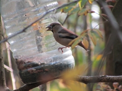 Coccothraustes coccothraustes