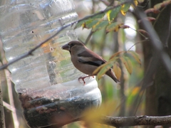 Coccothraustes coccothraustes