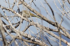 Gavicalis virescens