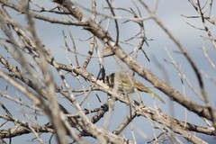 Gavicalis virescens