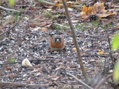 Fringilla montifringilla