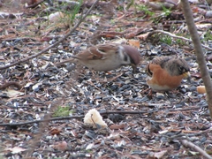 Fringilla montifringilla