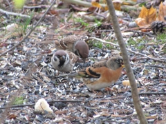 Fringilla montifringilla