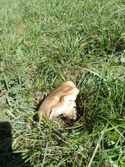 Butyriboletus appendiculatus