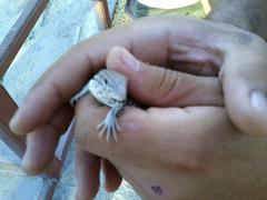 Aspidoscelis tigris stejnegeri