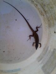 Aspidoscelis tigris stejnegeri