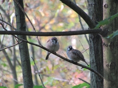 Passer montanus