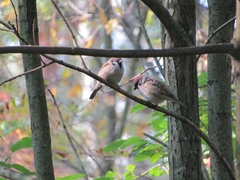 Passer montanus