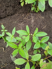 Alternanthera ficoidea