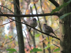 Passer montanus