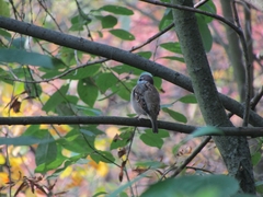 Passer montanus