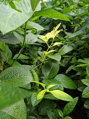 Alternanthera ficoidea