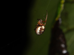Araneus ejusmodi