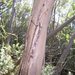 Eucalyptus imlayensis - Photo Poyt448, no known copyright restrictions (public domain)