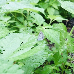 Pseudozizeeria maha