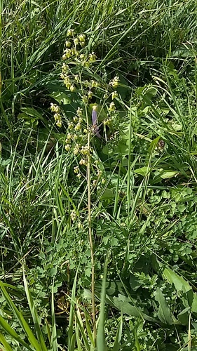 Thalictrum minus iNat (2)