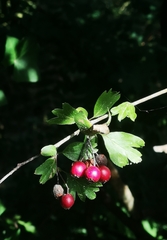 Crataegus monogyna