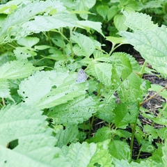 Pseudozizeeria maha