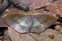 Fascellina meligerys