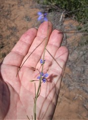 Heliophila refracta