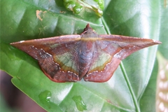 Fascellina meligerys