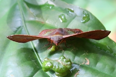 Fascellina meligerys