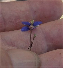 Heliophila refracta