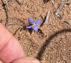 Heliophila refracta