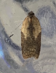 Acleris fragariana