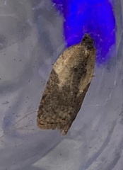 Acleris fragariana