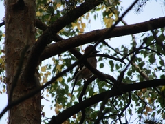 Garrulus glandarius