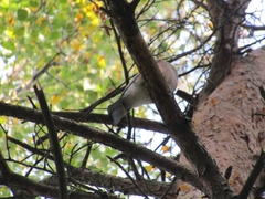 Garrulus glandarius