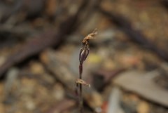 Caladenia saccharata