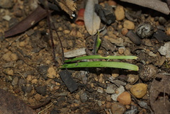 Caladenia saccharata