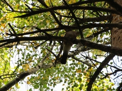 Garrulus glandarius