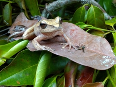 Boana multifasciata