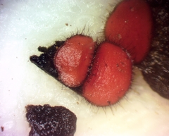 Scutellinia olivascens