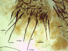Scutellinia olivascens
