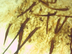 Scutellinia olivascens