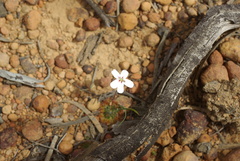 Drosera spilos