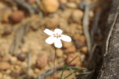 Drosera spilos
