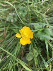 Ranunculus