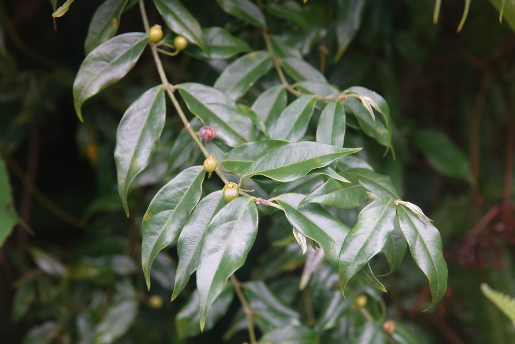 Coptosapelta diffusa