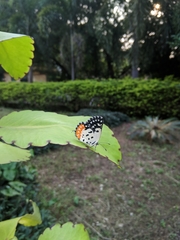 Talicada nyseus