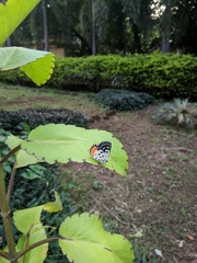 Talicada nyseus