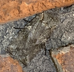 Lithophane tepida