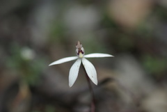 Caladenia saccharata